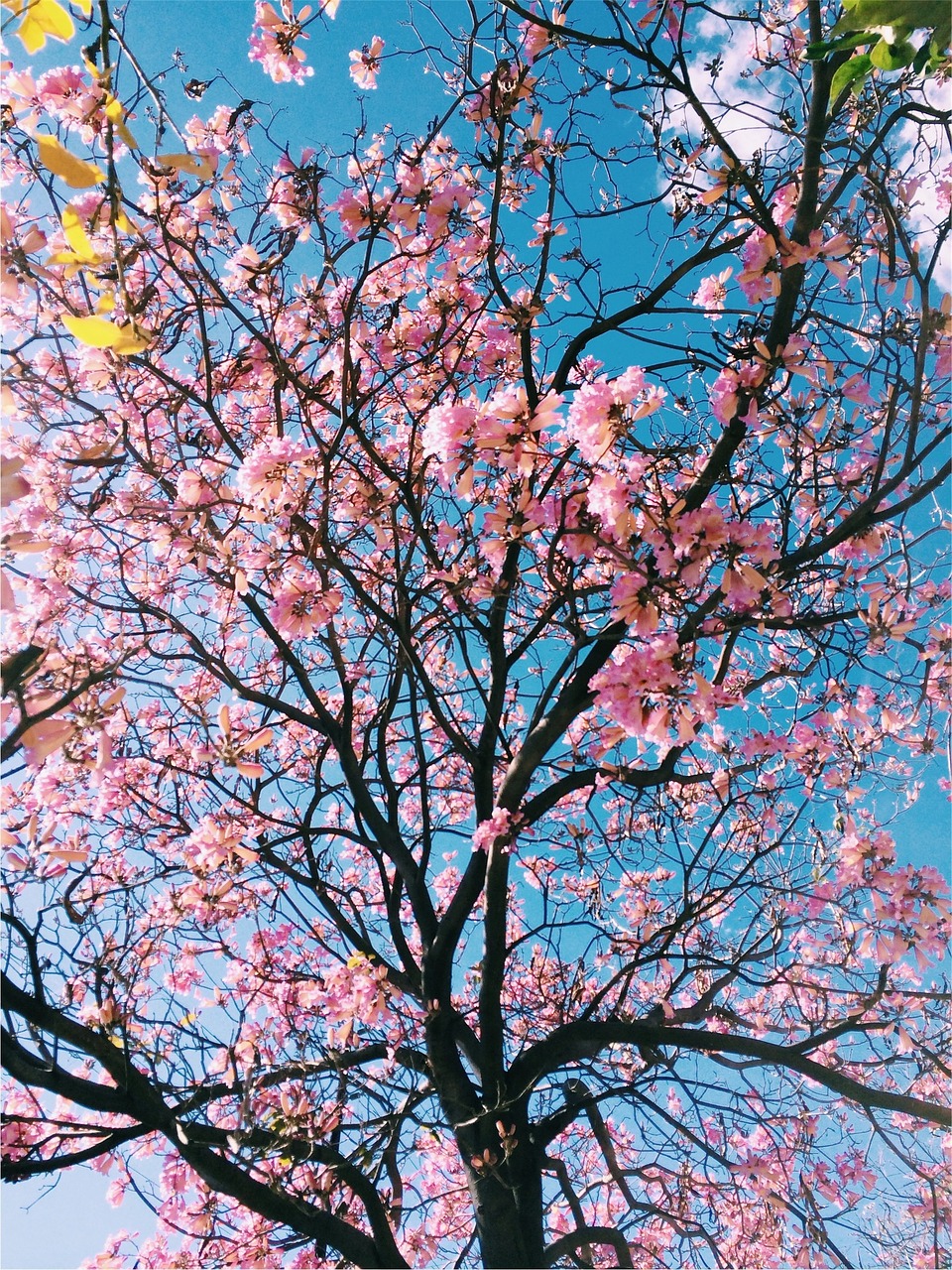 pink blossoms tree free photo