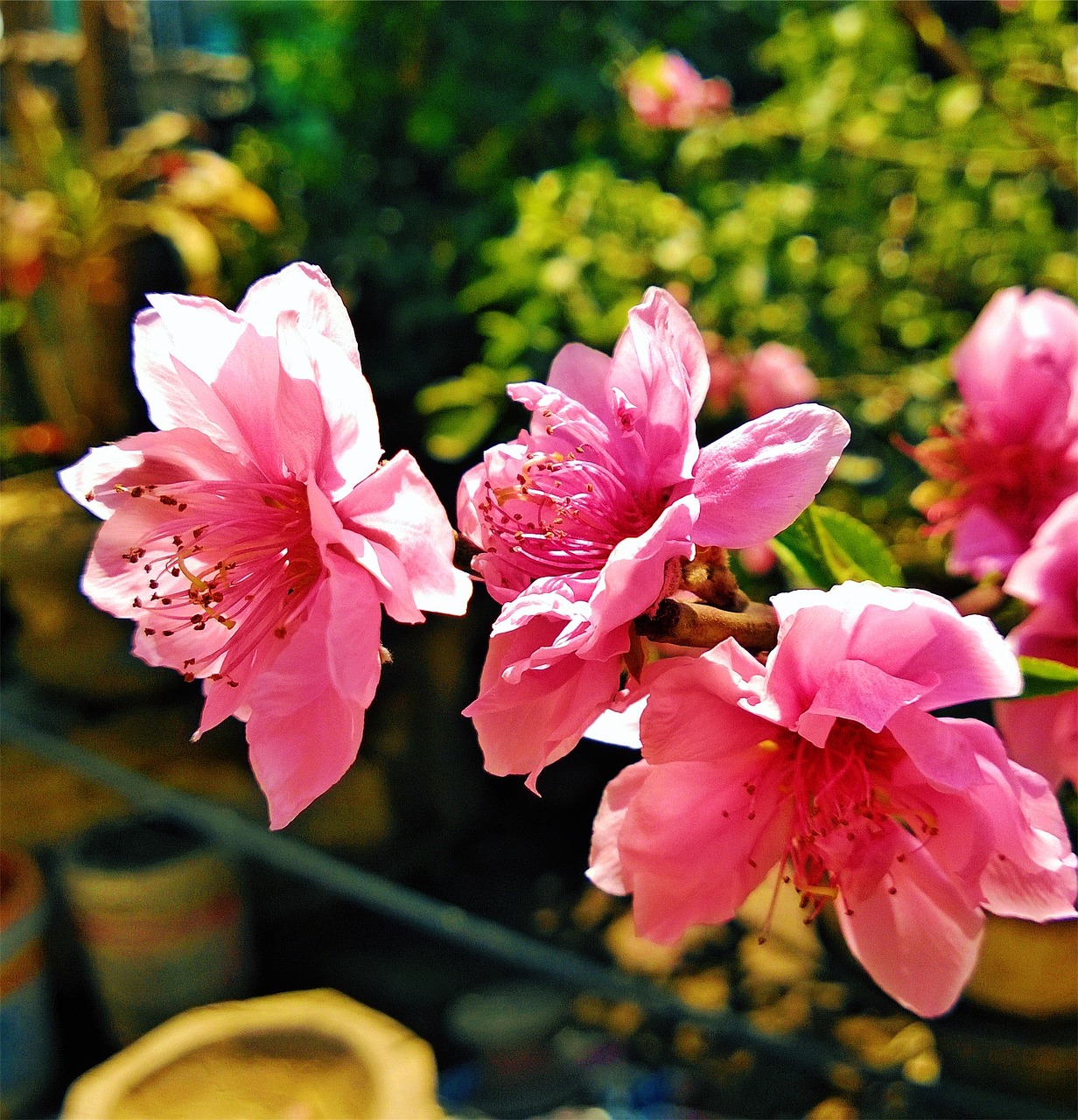 pink flowers pots free photo