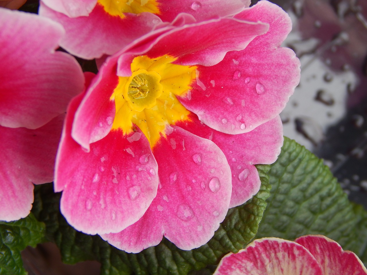 pink yellow drops free photo