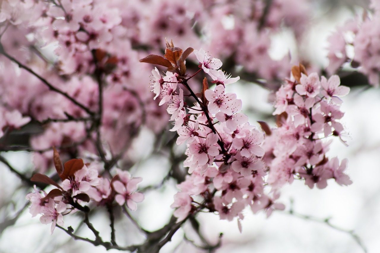 pink cherry blossom free photo