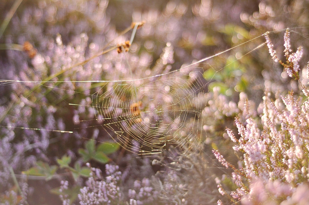 pink spider web spiderweb free photo