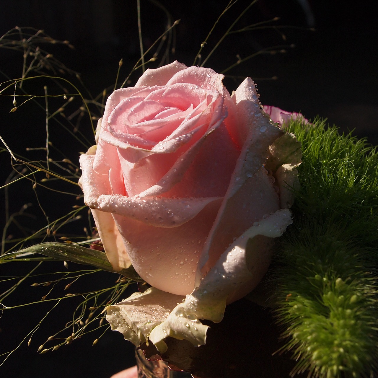 pink rose sunlight free photo