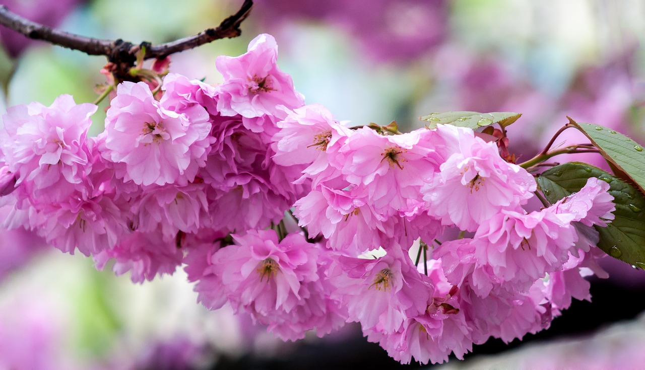 pink cherry blossom free photo