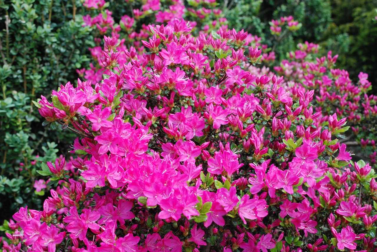 pink flowers nature free photo