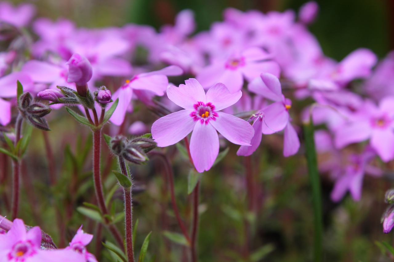 pink flower unknown free photo