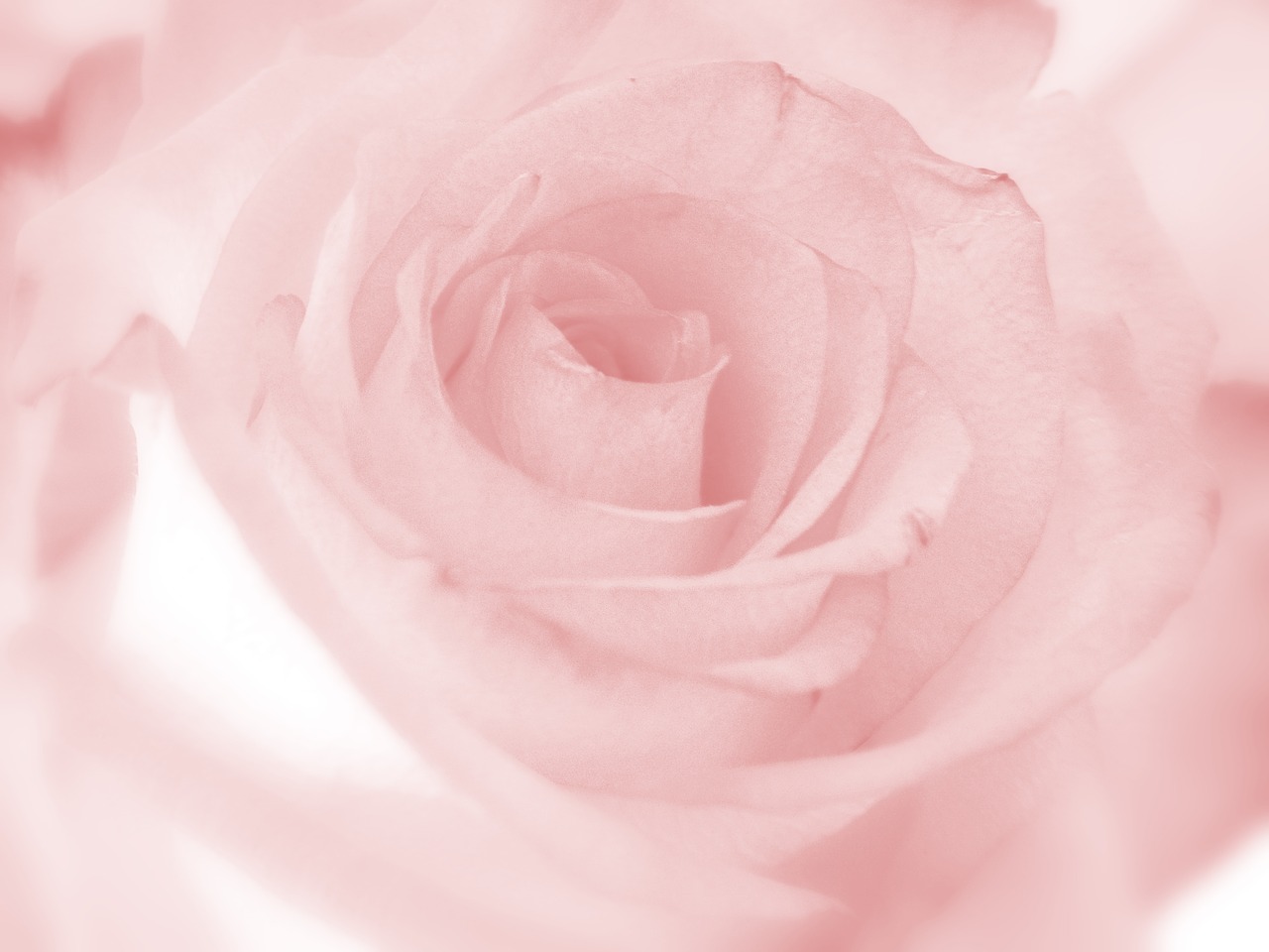 pink rose flower free photo