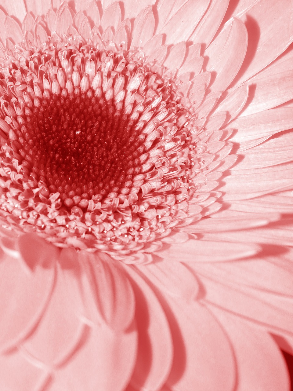pink flower daisy free photo