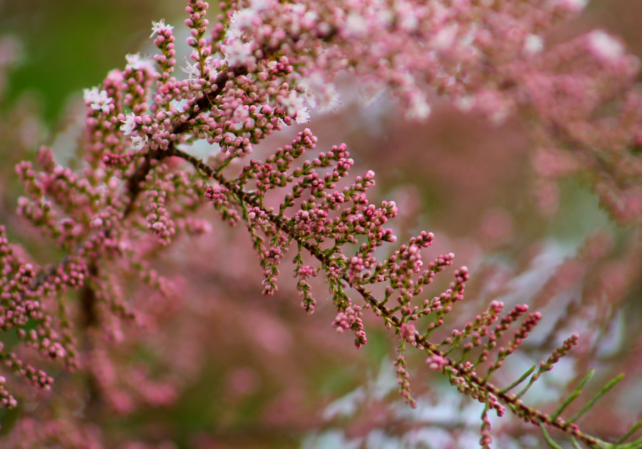 pink green spring free photo