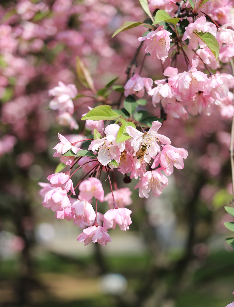 pink flowers bee free photo