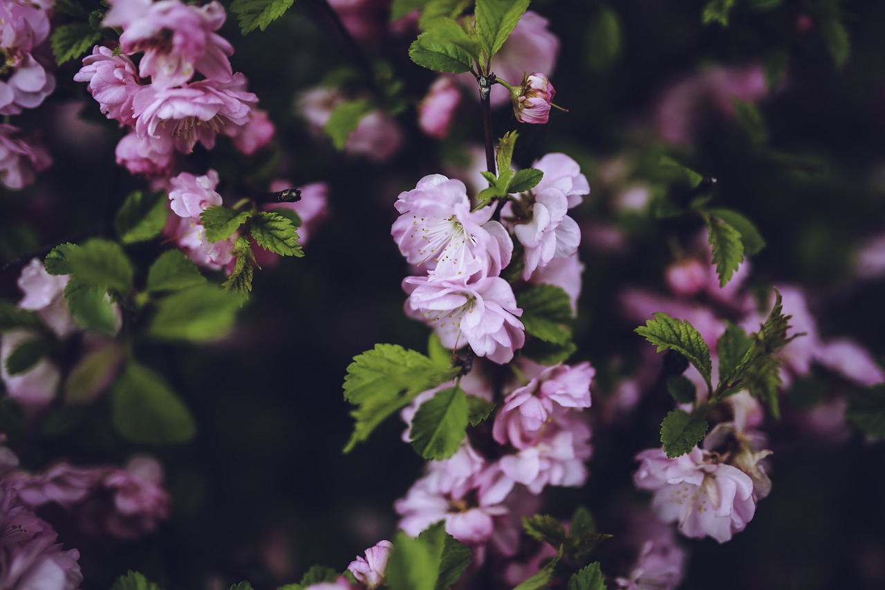 pink flowers vintage free photo