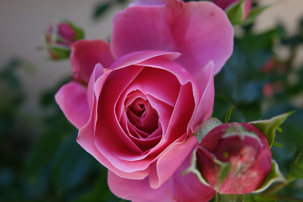 pink red flower free photo