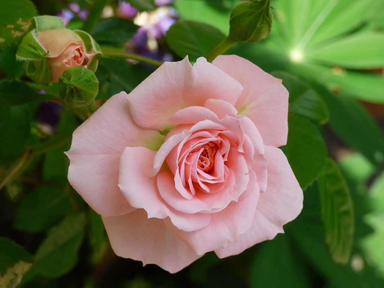 pink flower rose free photo