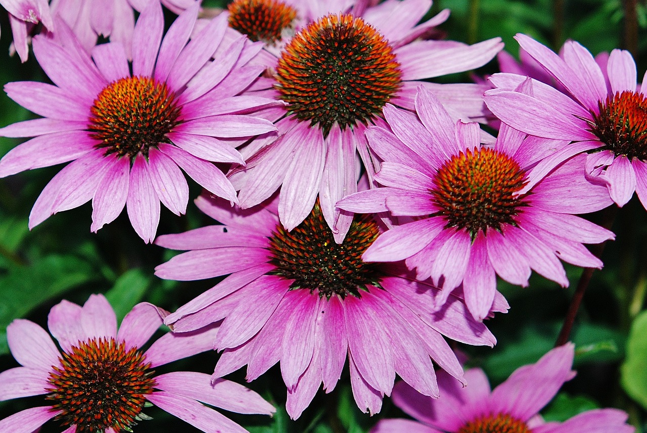 pink flower nature free photo