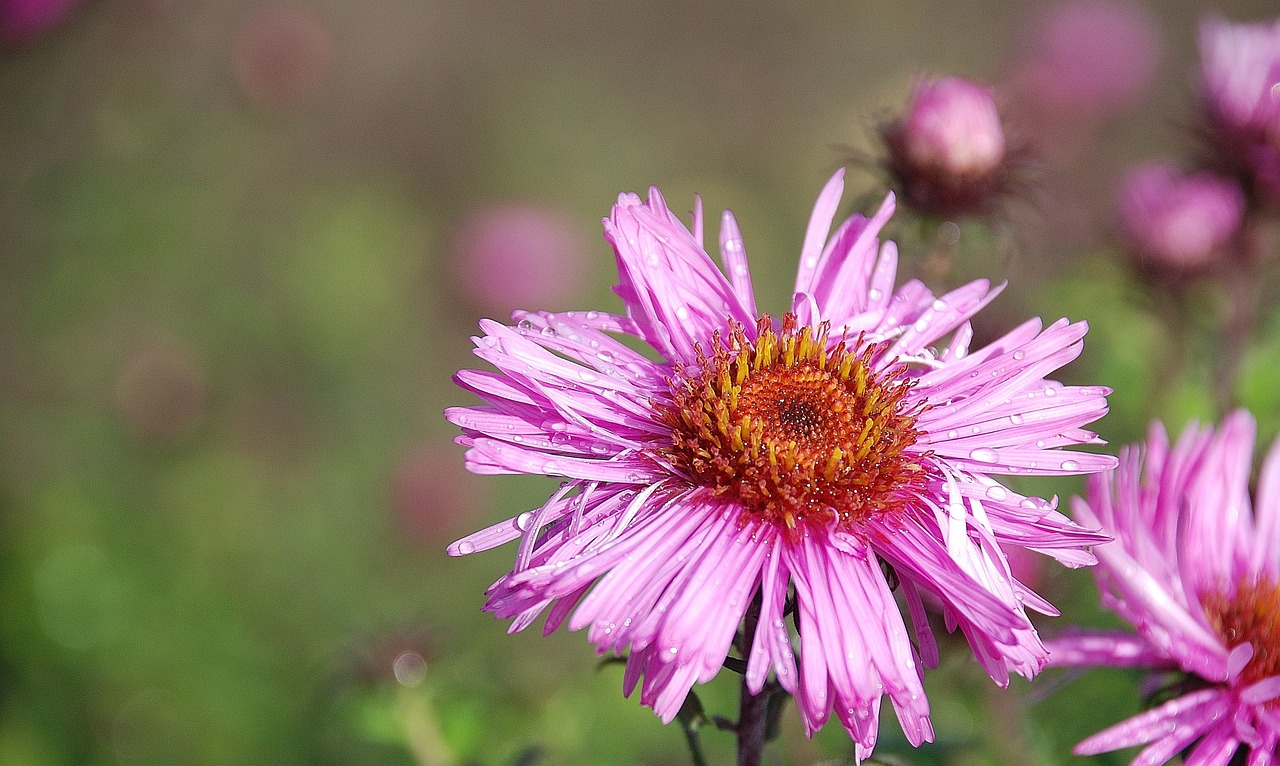 pink flower nature free photo