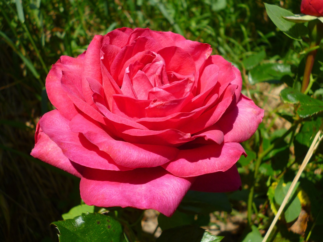 pink flower macro free photo