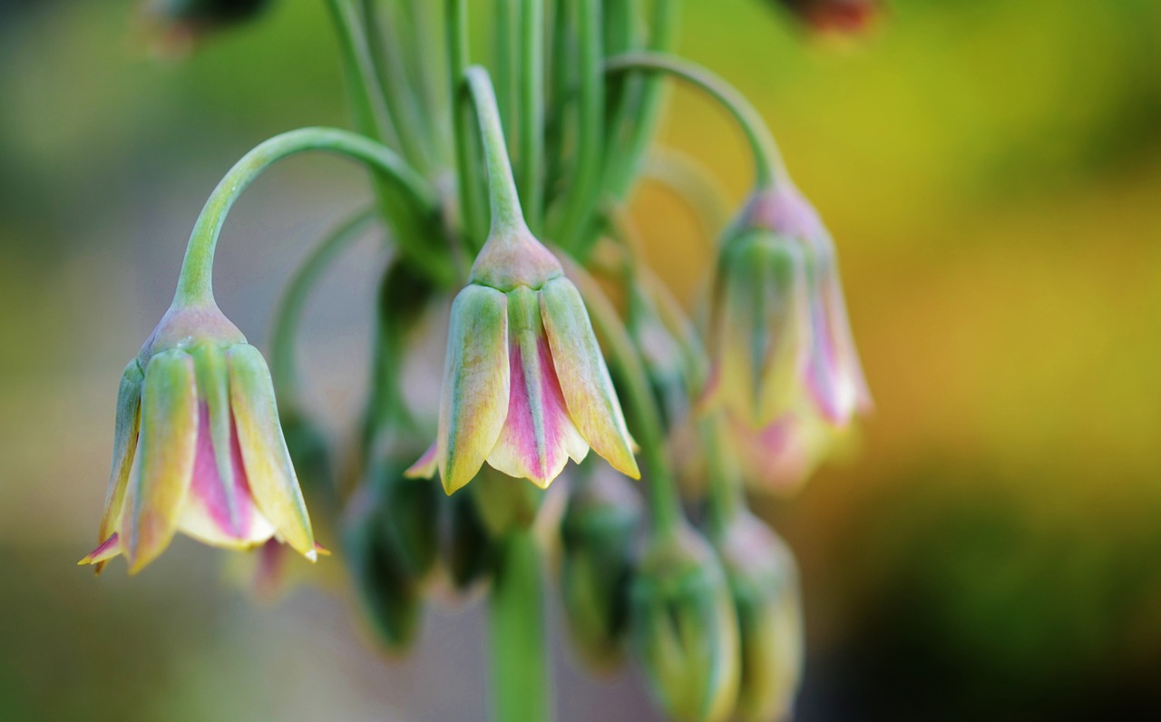 pink green flower free photo