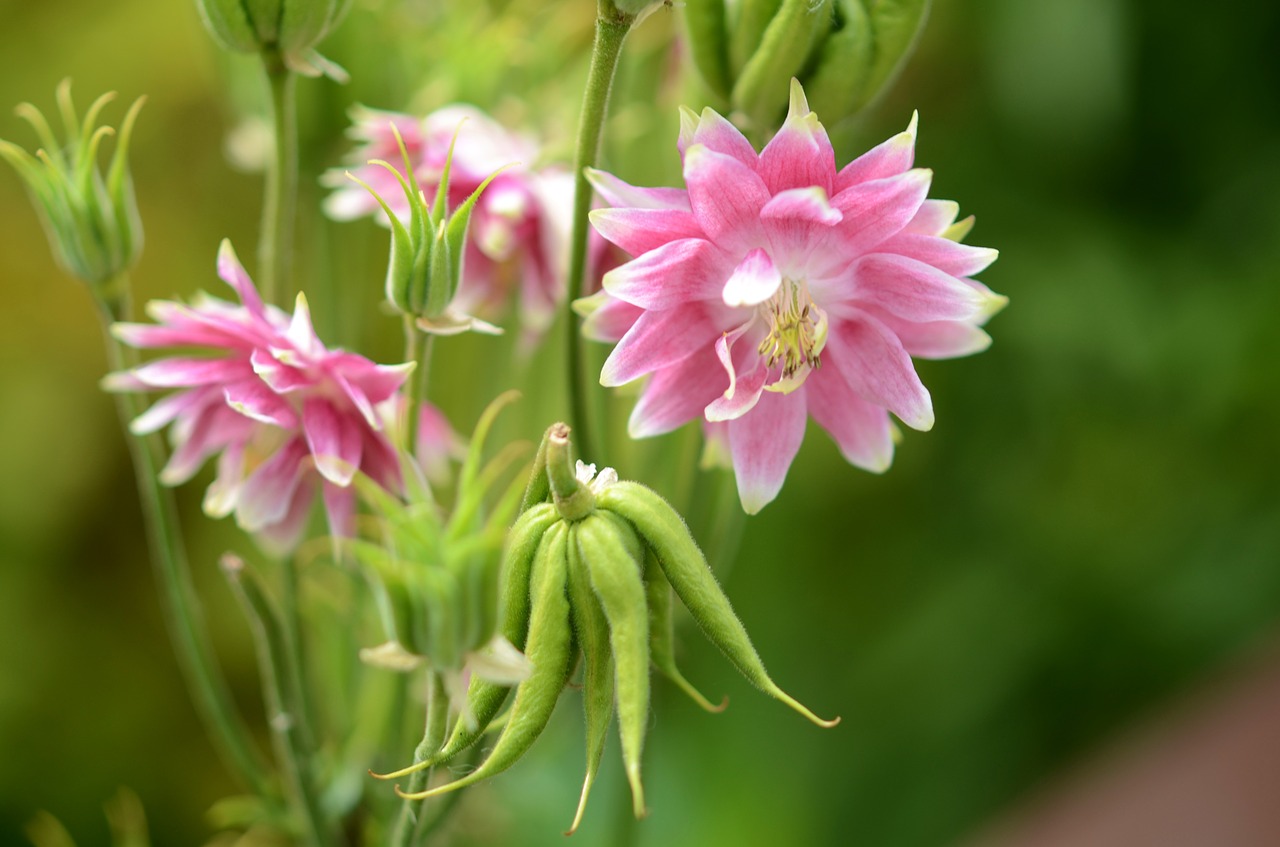 pink green flower free photo