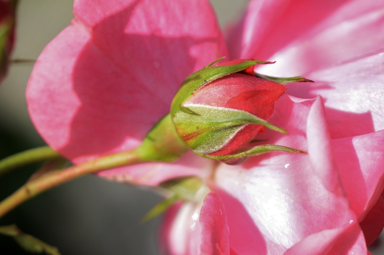 pink rose flower free photo