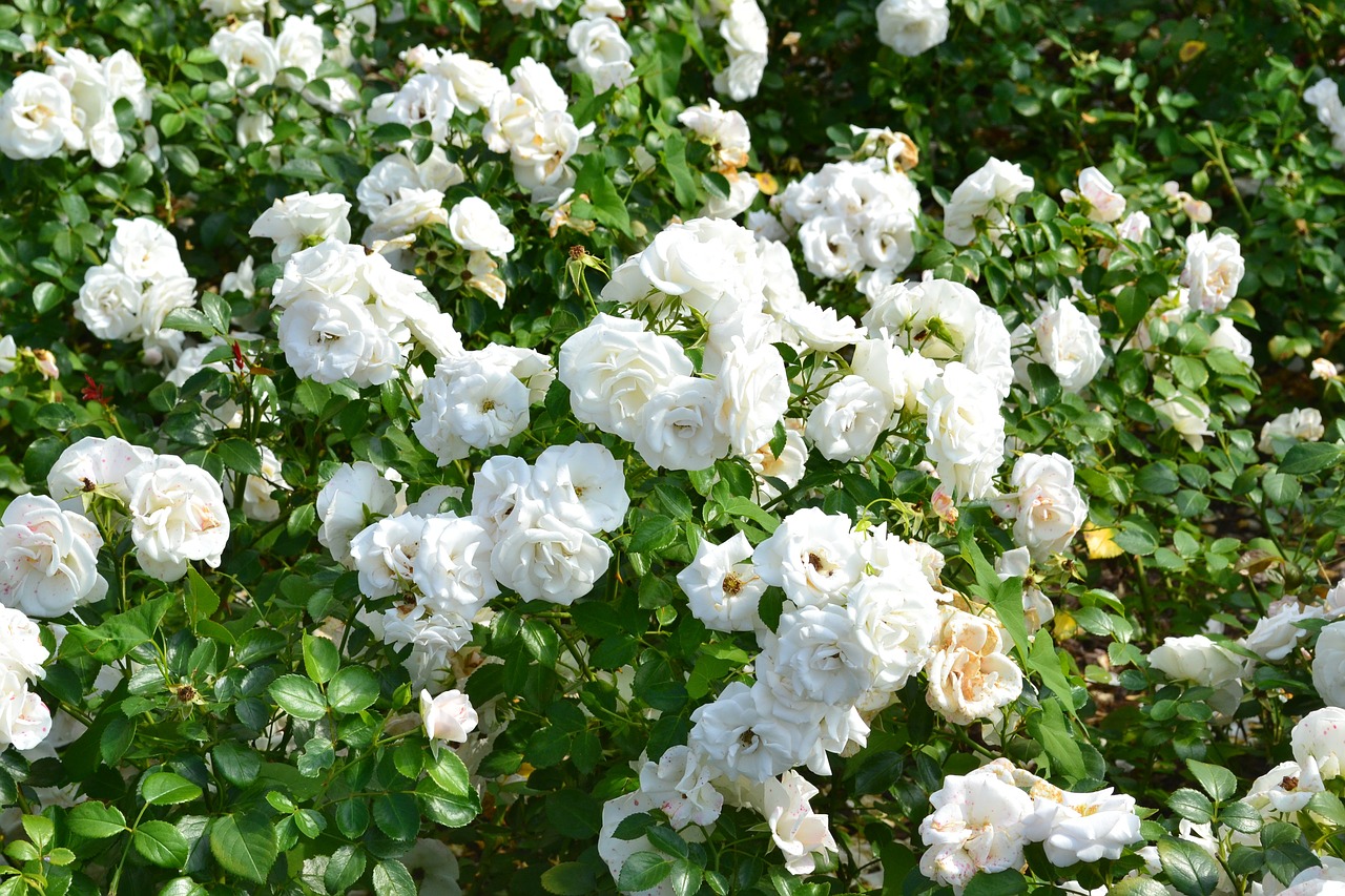 pink white rose white roses free photo