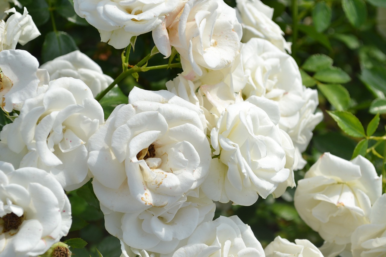 pink white rose white roses free photo