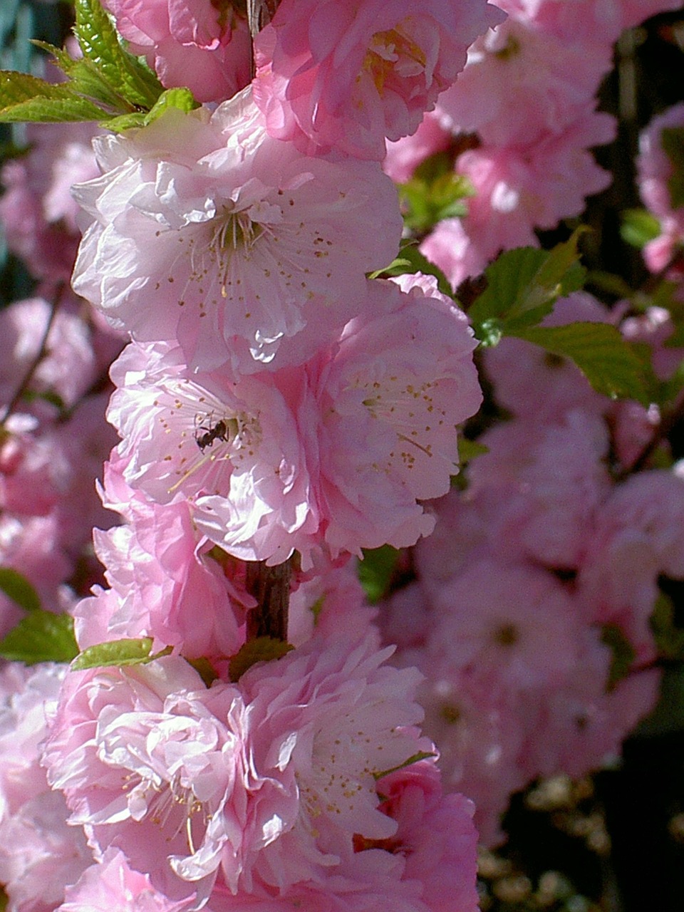 pink bloom flower free photo