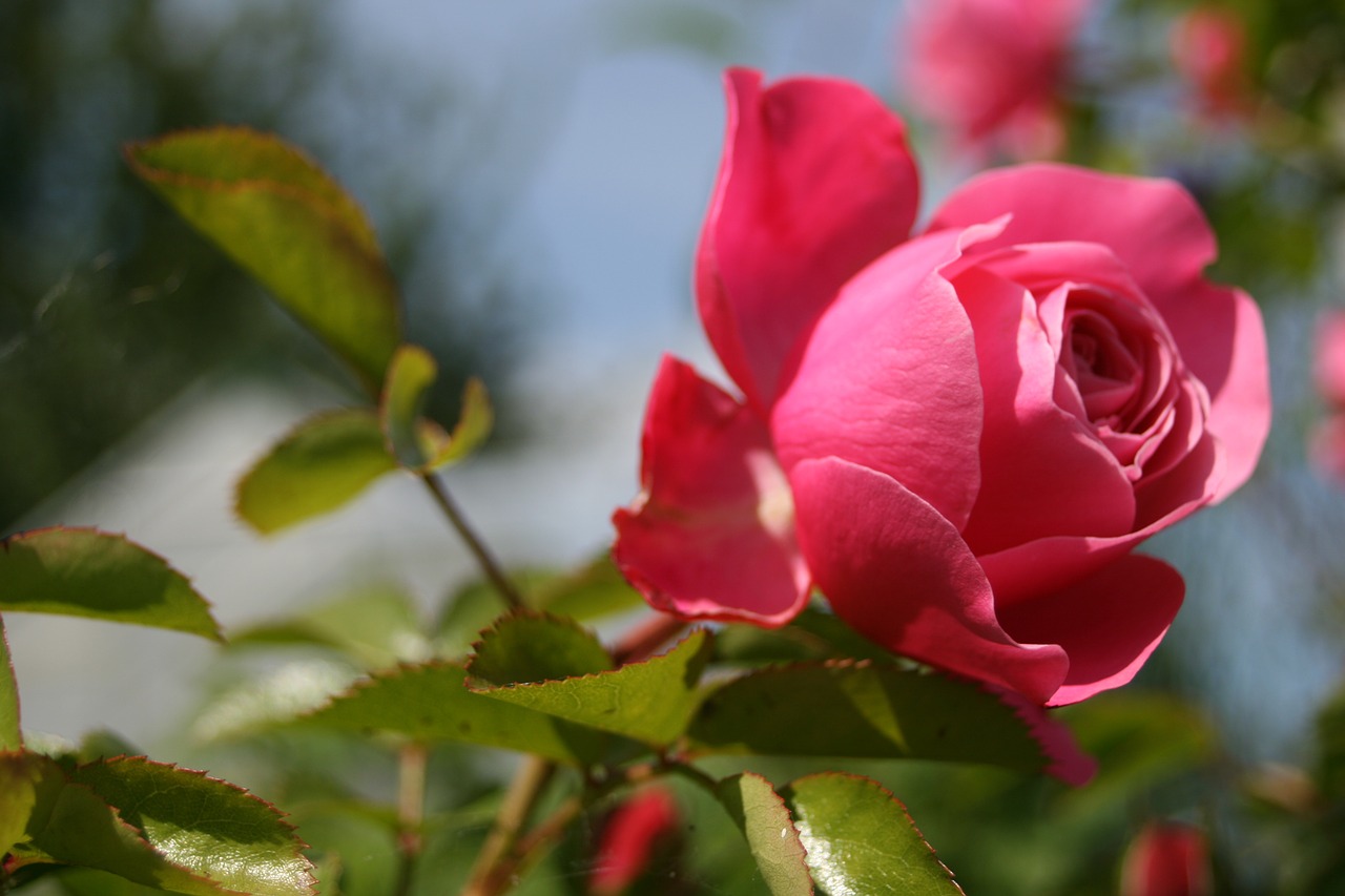 pink flower garden free photo