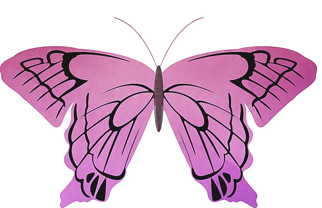pink butterfly insect free photo