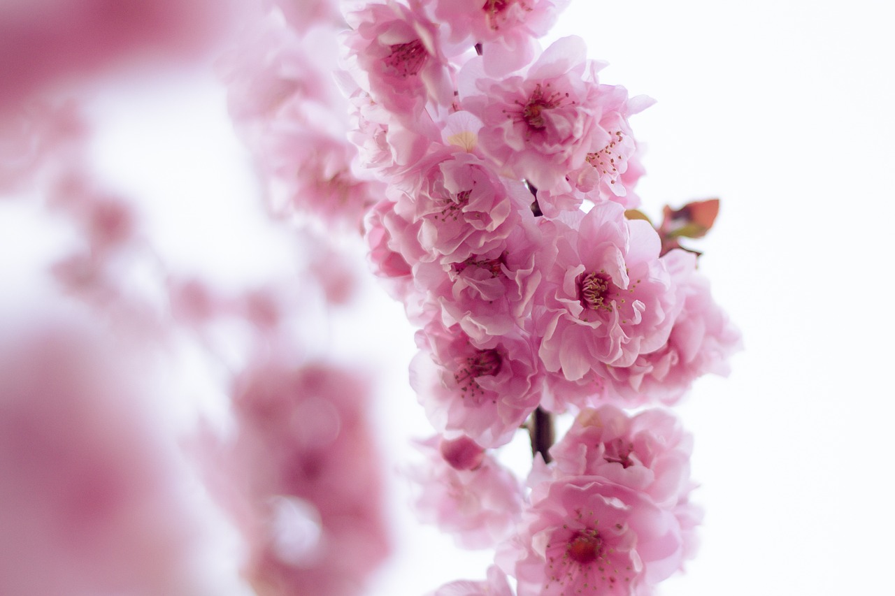 pink flowers blossoms free photo