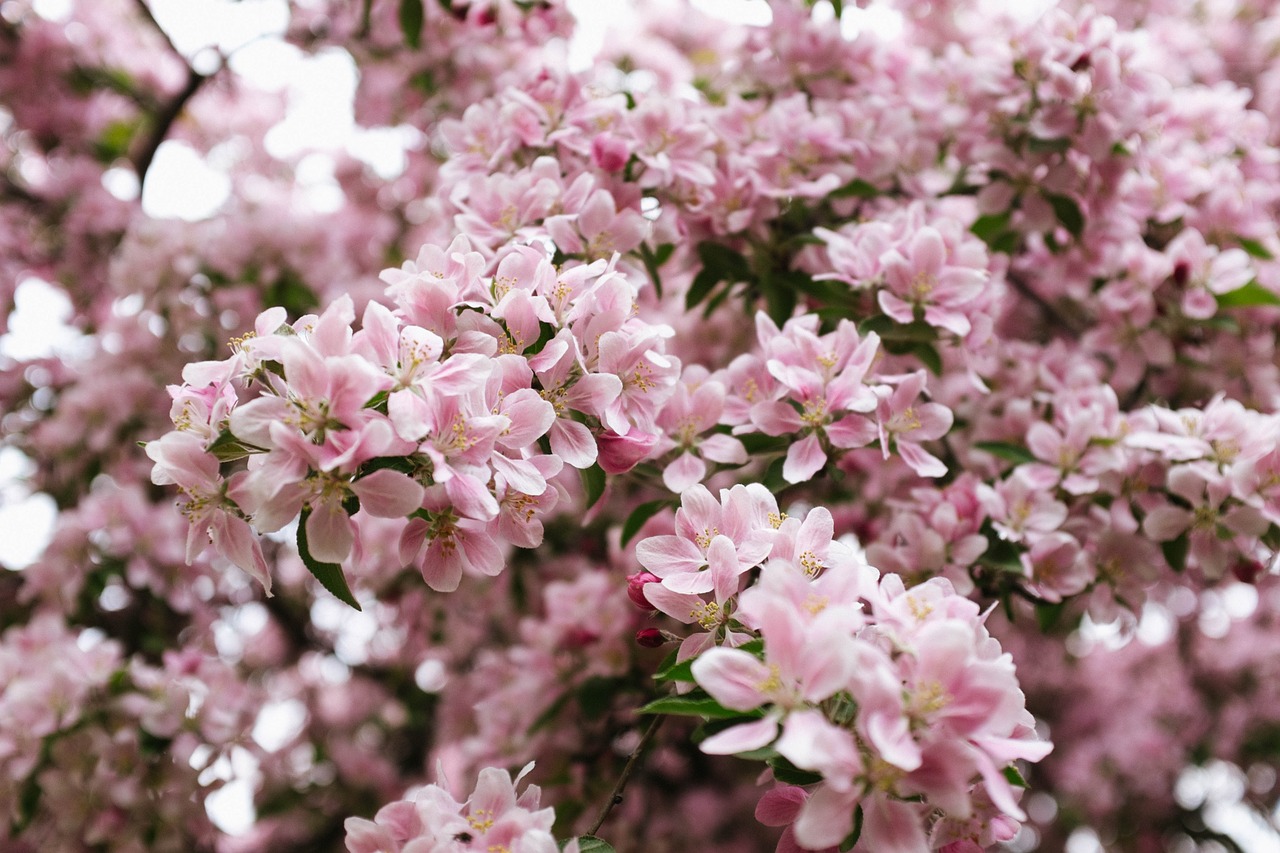 pink flowers blossoms free photo