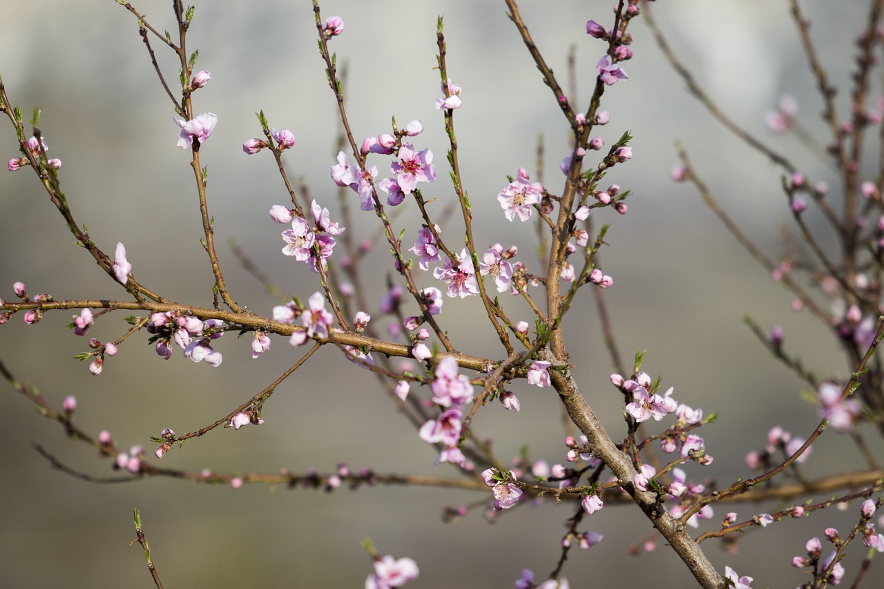 pink blossoms tree free photo