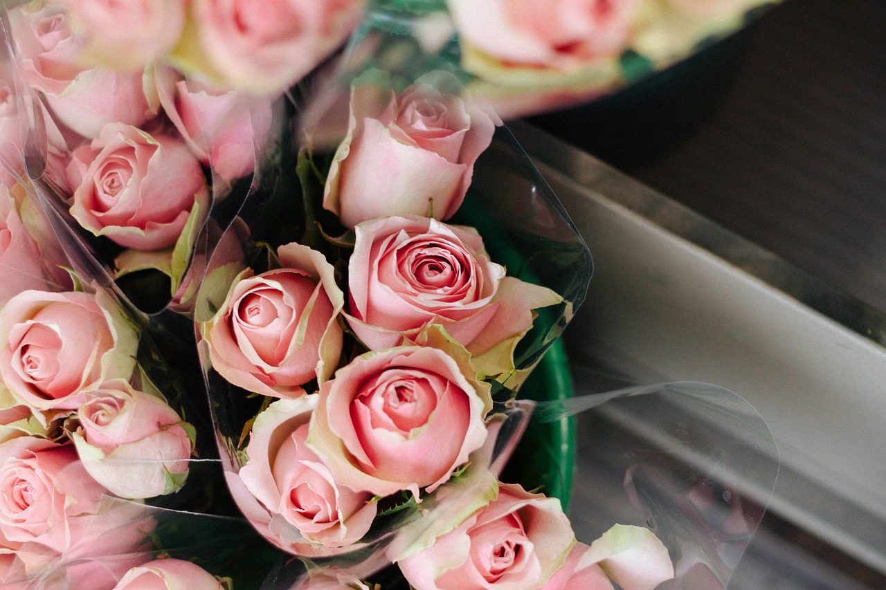 pink roses flowers free photo