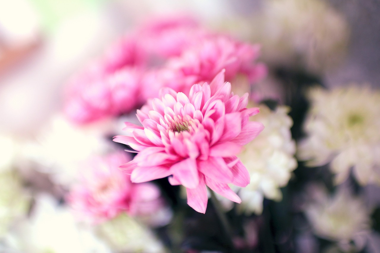 pink flowers garden free photo