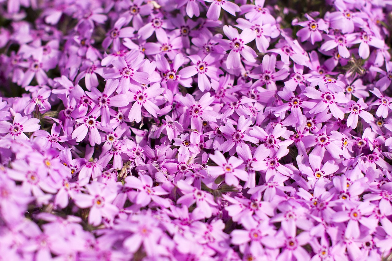 pink flowers garden free photo