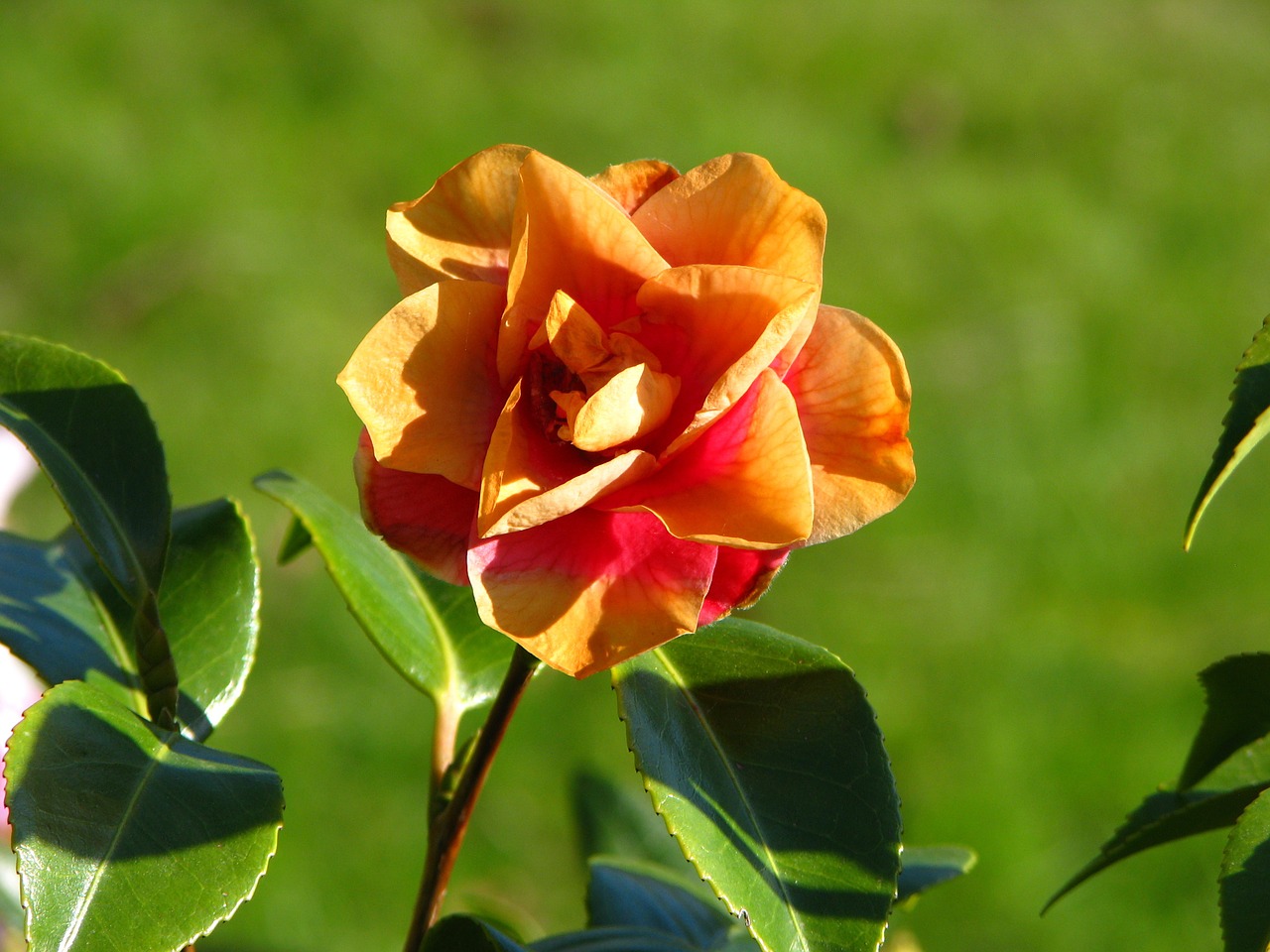 pink orange garden free photo