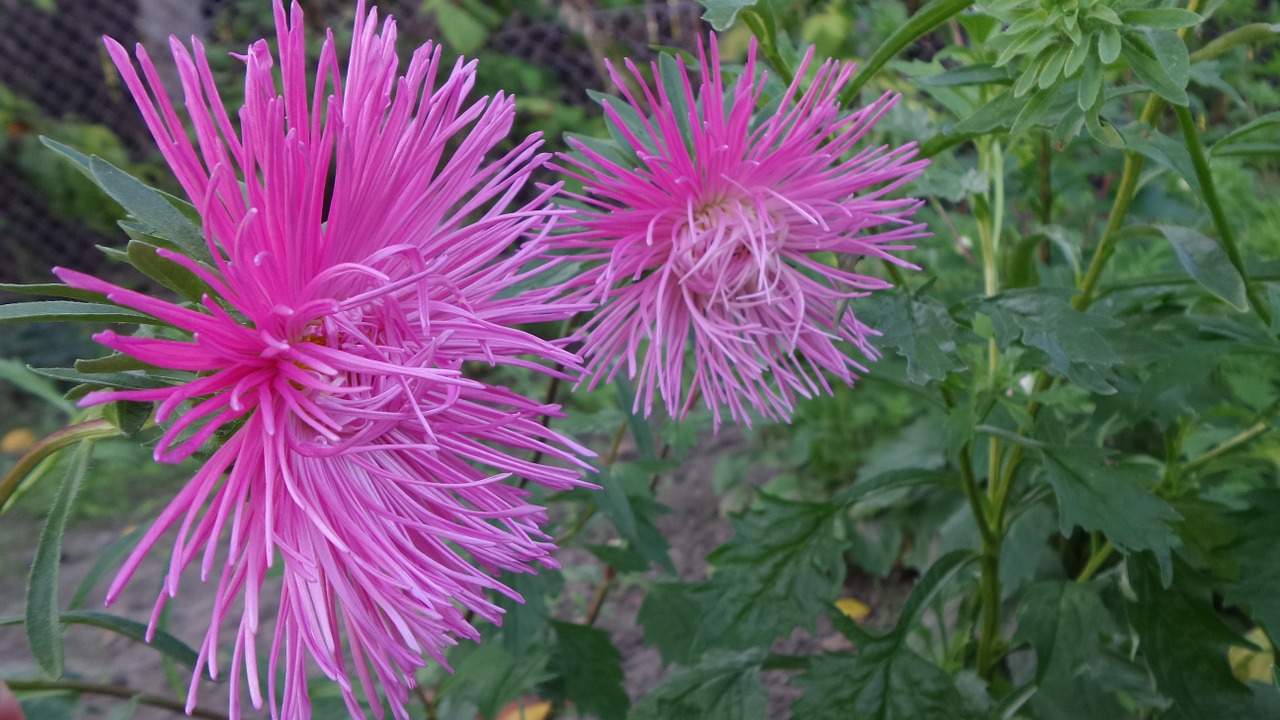 pink tűszírmú aster free photo