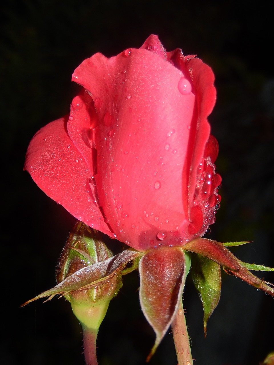 pink flower spring free photo