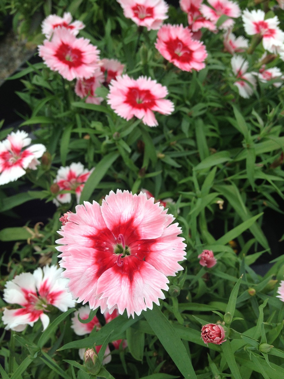 pink flowers nature free photo