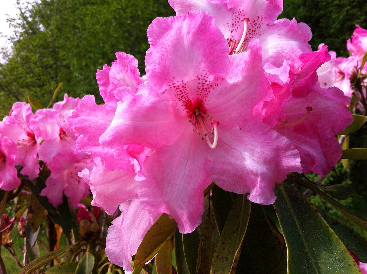 pink flowers blossom free photo