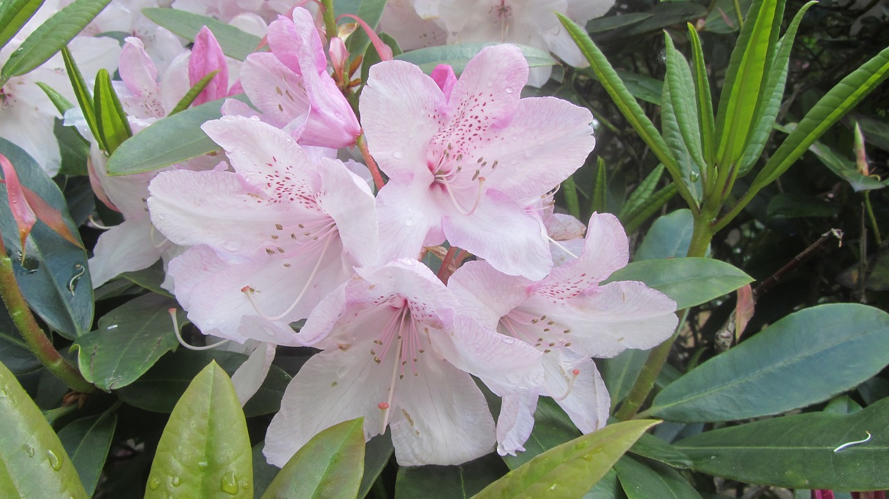 pink flower white free photo