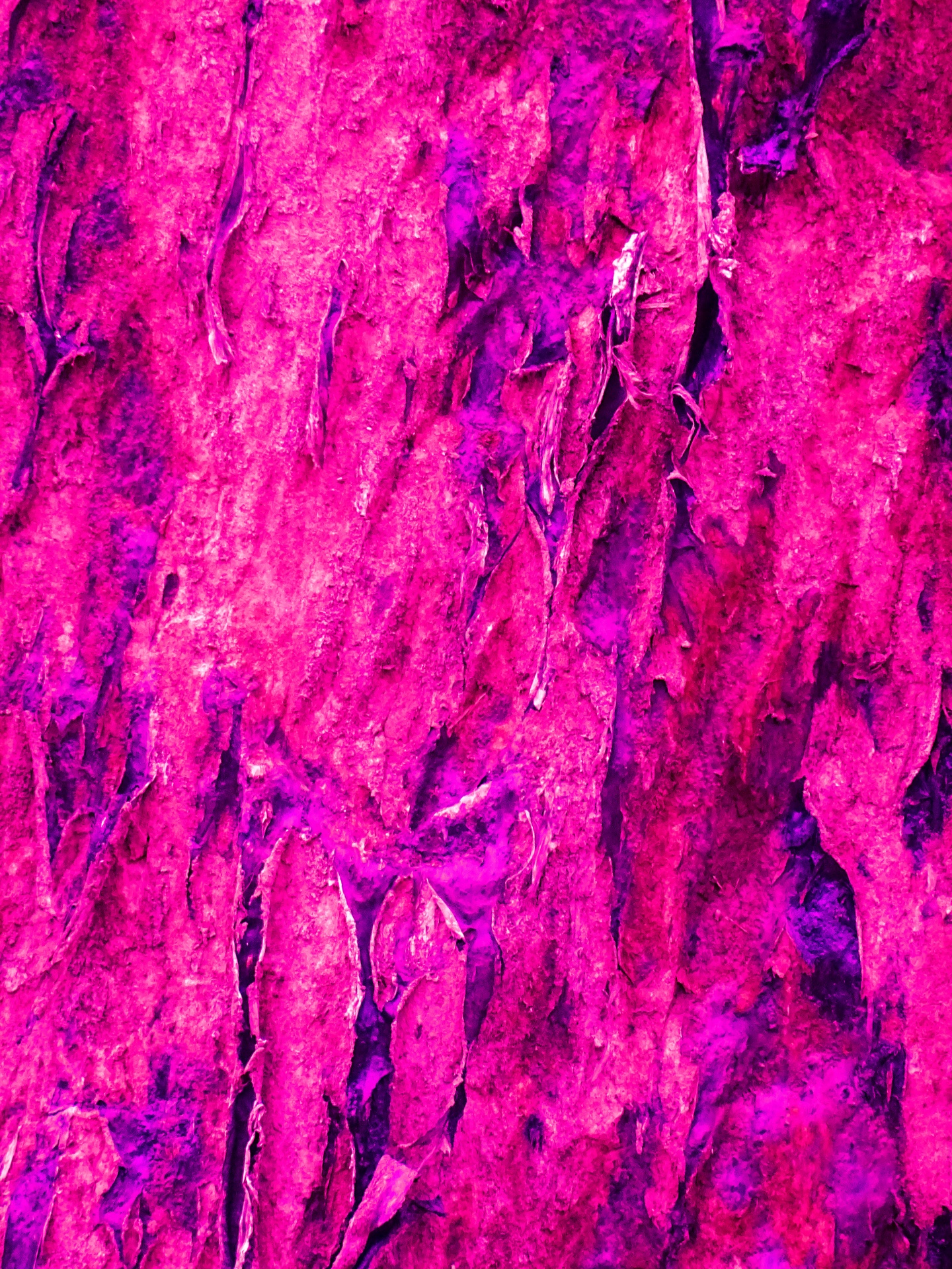pink cerise violet free photo