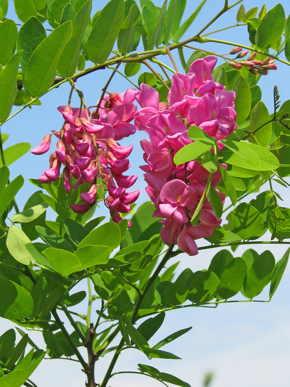 pink acacia acacia flowers free photo