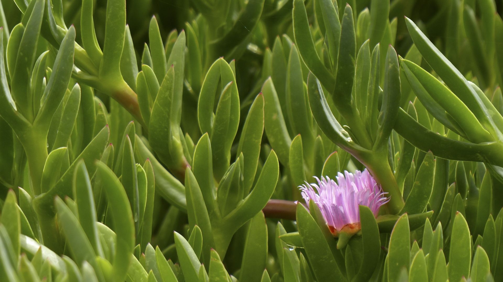 pink green plant free photo