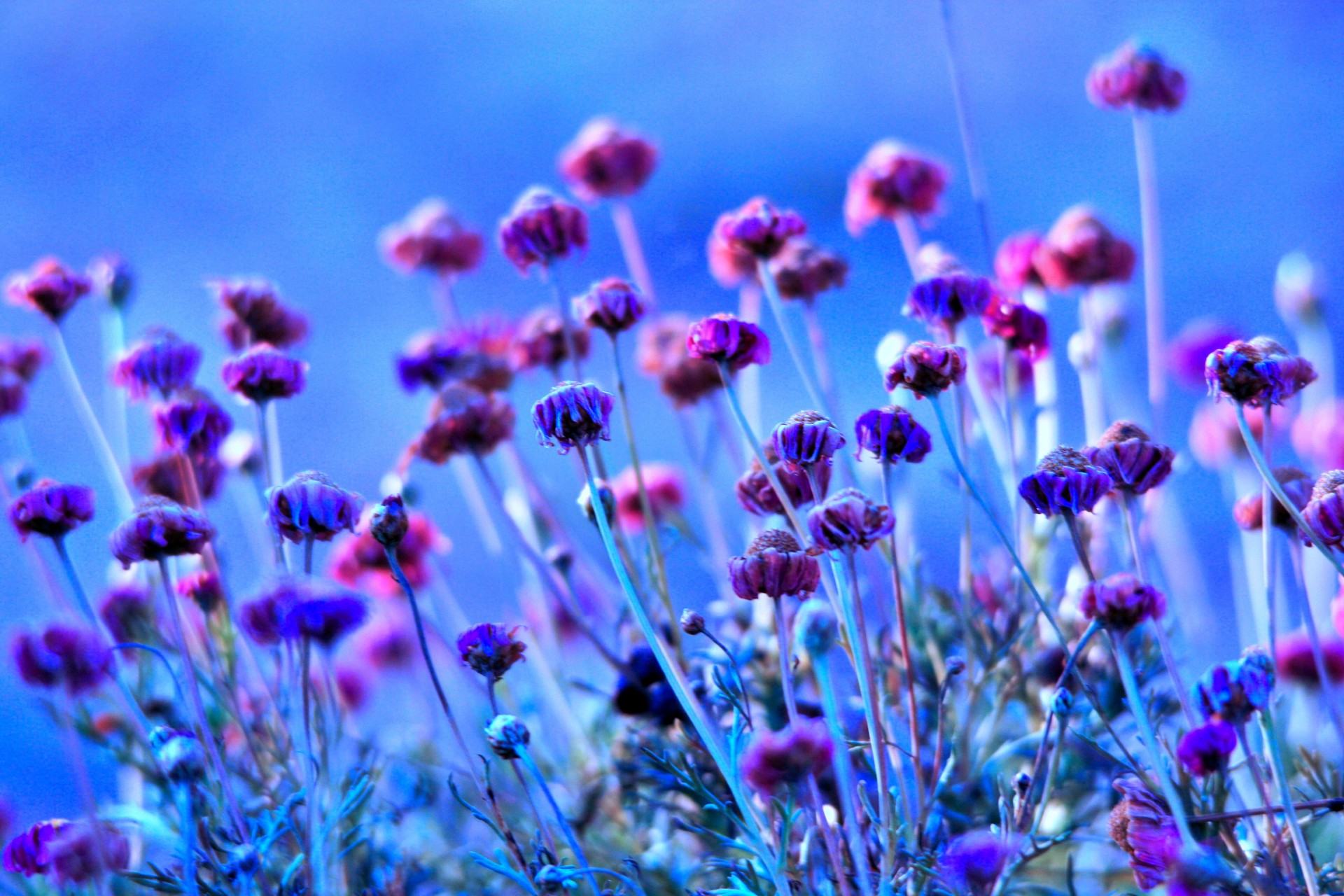 flowers seedheads dry free photo