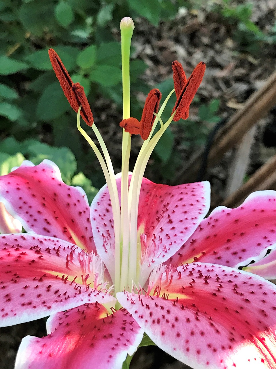 pink and purple flower lilly bloom free photo