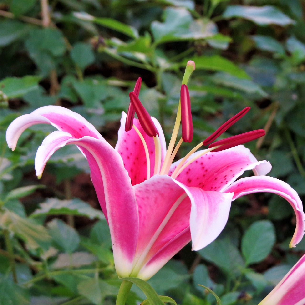 pink and purple flower lilly green free photo