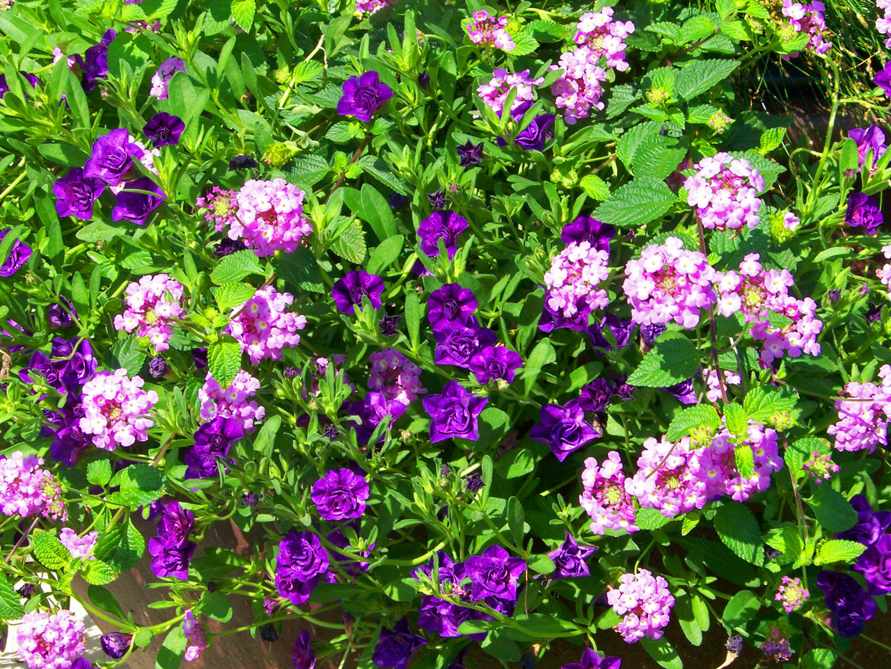 pink purple flowers free photo
