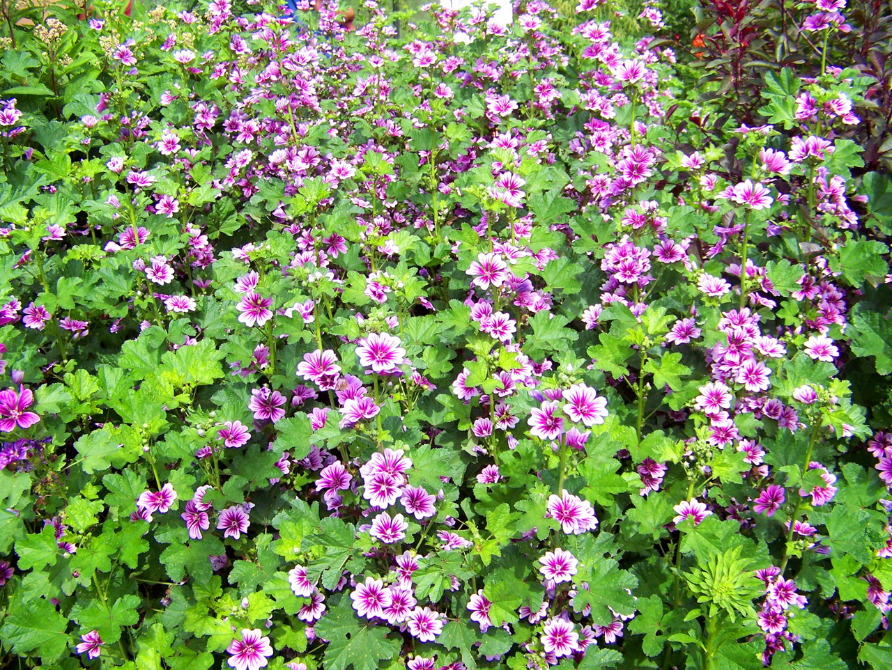 pink purple flowers free photo