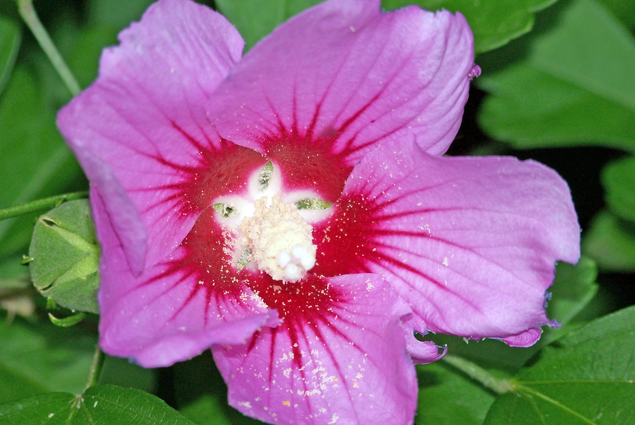 flower pink red free photo