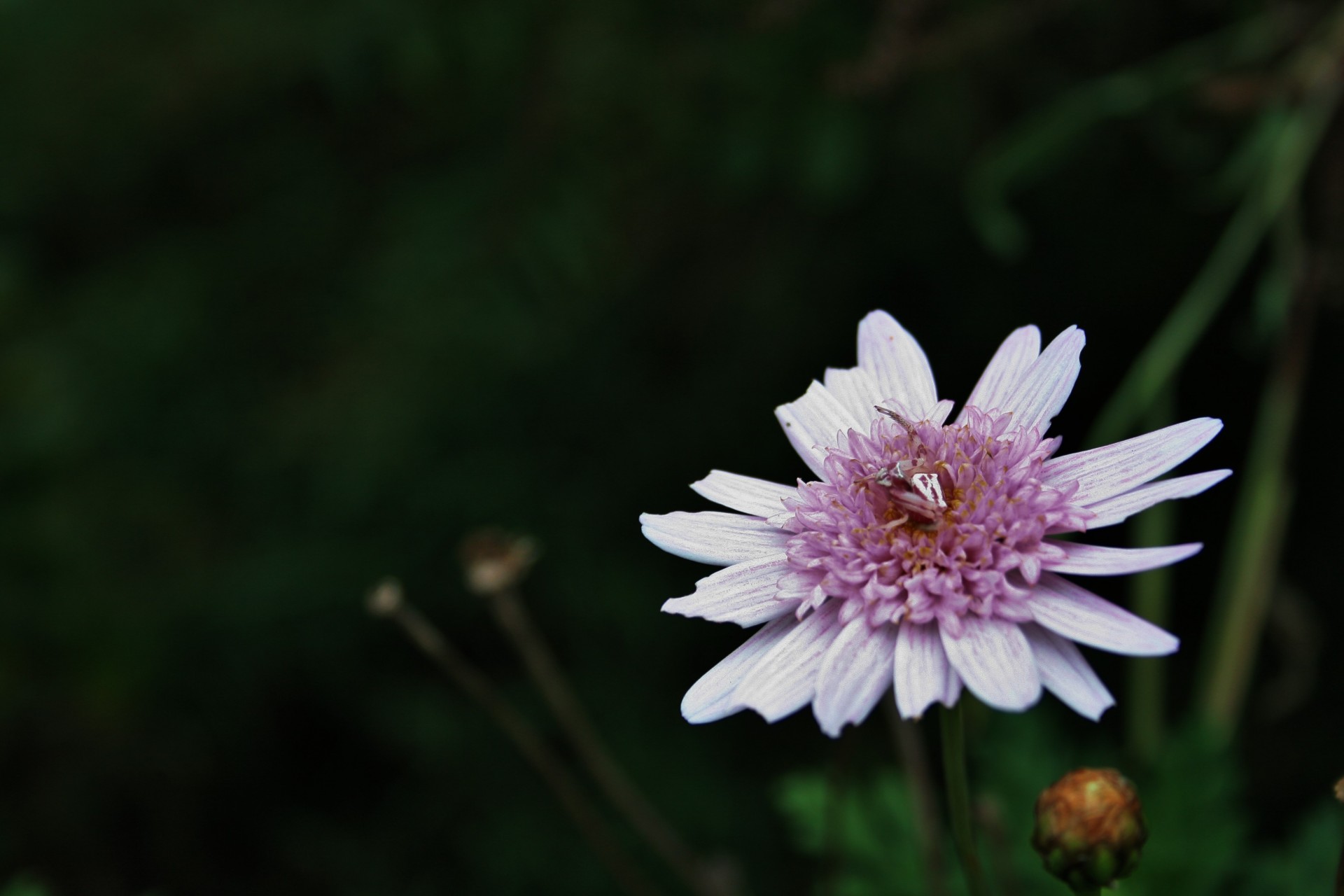 daisy pink spider free photo