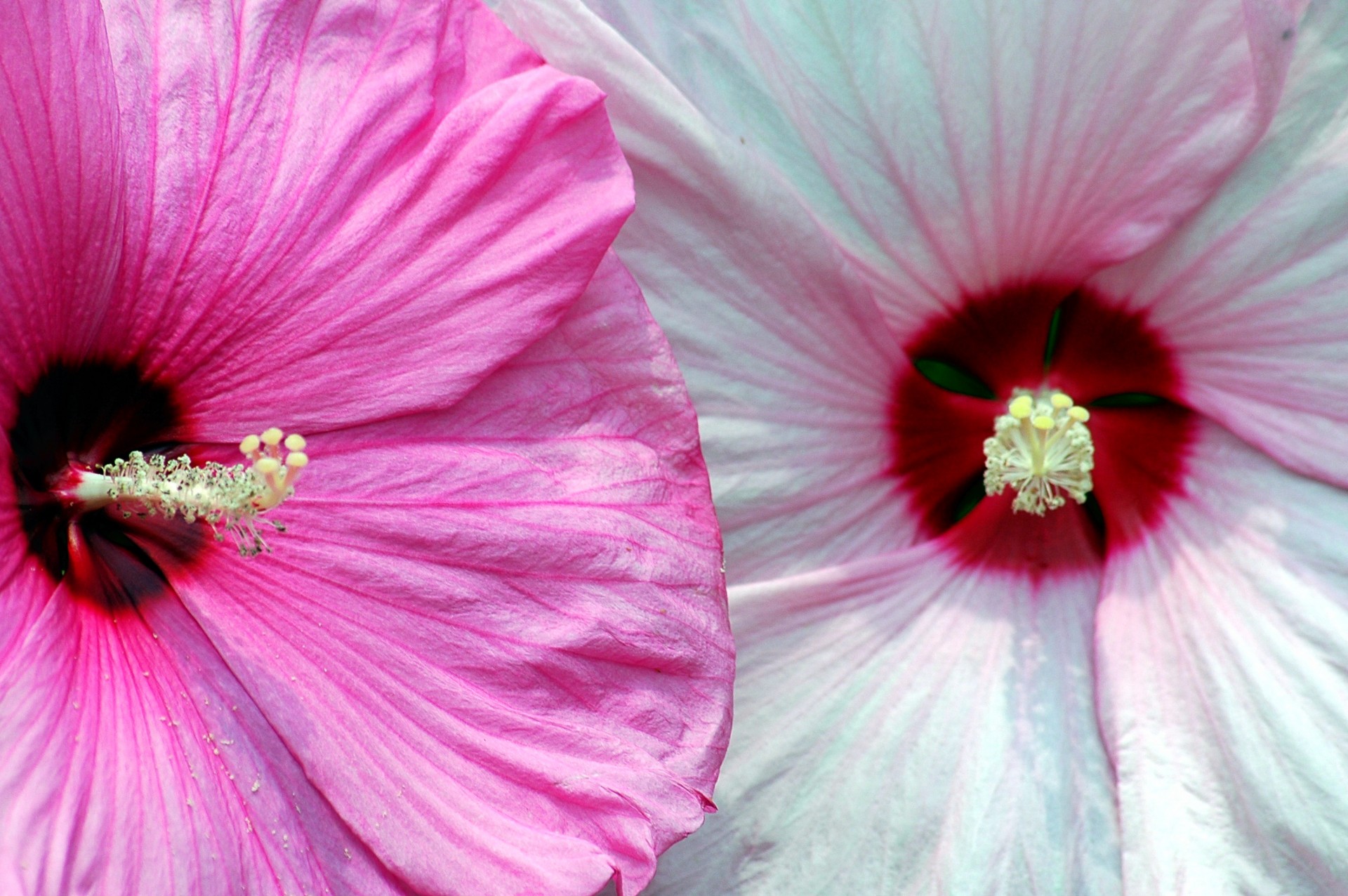 hibiscus flowers white free photo